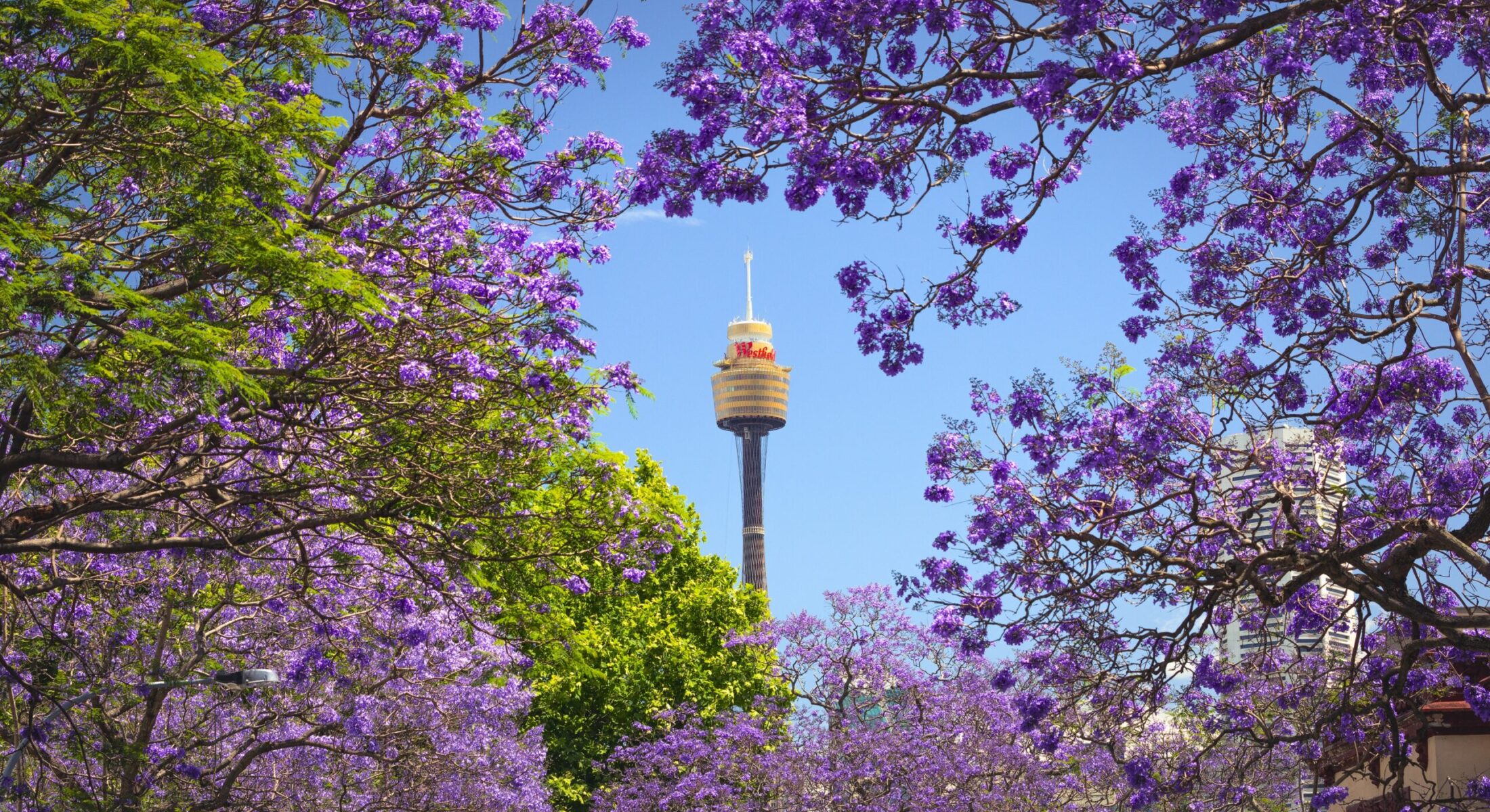 Jacaranda blooms in Woolloomooloo Sydney with views towards the Sydney Tower Eye