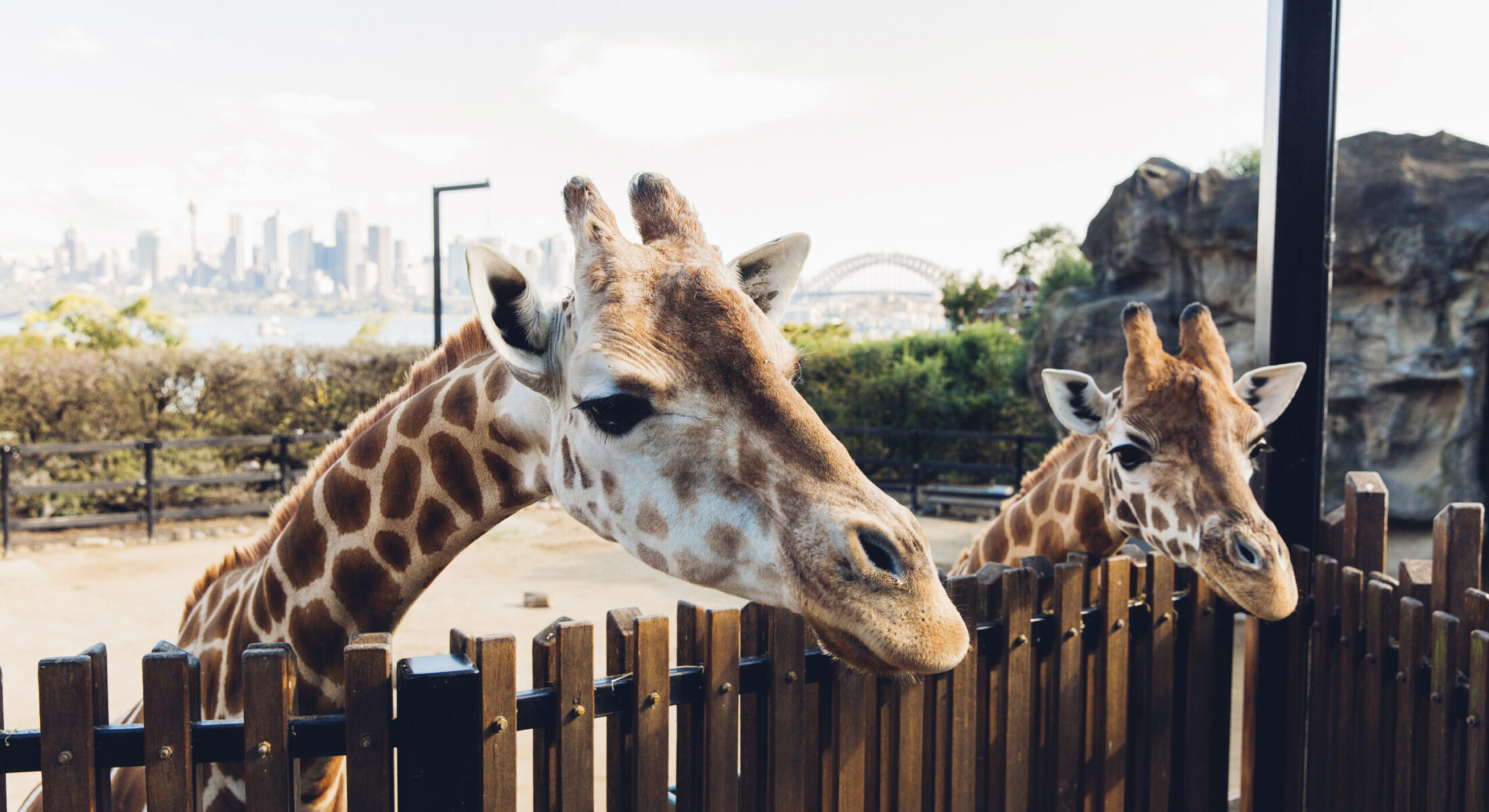 Taronga Zoo Sydney